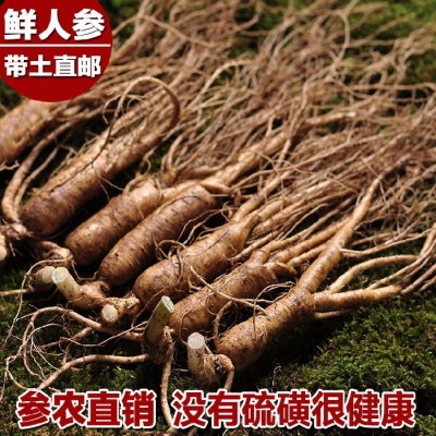 養生滋補品長白山新鮮出土人參東北特產人參泡酒料酒瓶參保鮮參