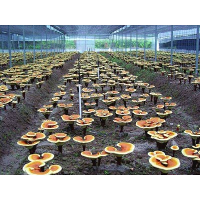 農家種植 霍山靈芝孢子粉，頭道粉