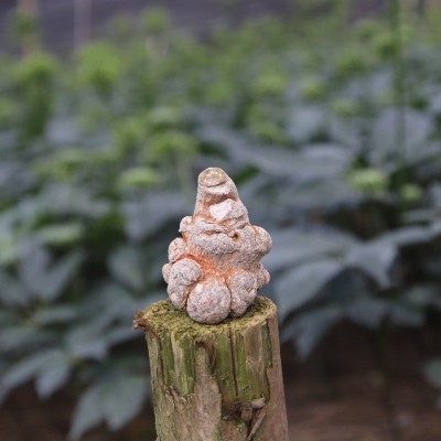 獅子頭云南文山春三七20頭30頭40田七藥材可磨粉產(chǎn)地批發(fā)500g