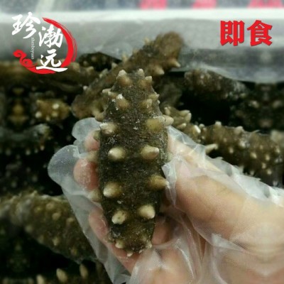 大連即食海參批發好口感7-8頭/500g 大連源產地遼刺參