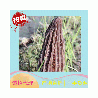 羊肚菌 食用菌羊肚菌云南羊肚菌干貨農家羊肚蘑菇香菇
