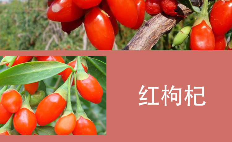 紅枸杞（阿里）_10