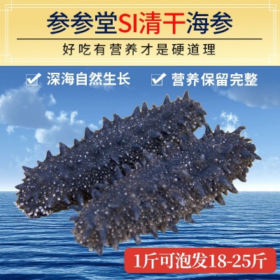 參參堂干參廠家批發(fā)渤海灣大連淡干海參干貨遼參刺參10-18倍500克