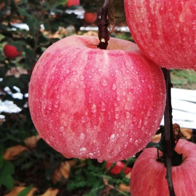 十一月山東紅富士蘋果銷售量