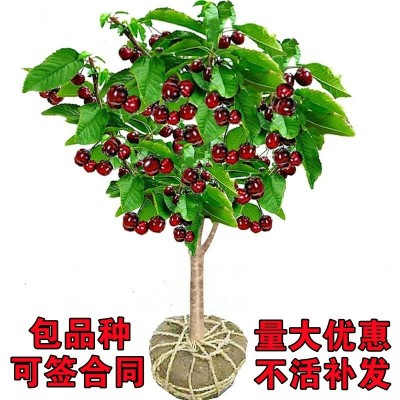 忠義苗木|吉塞拉砧木櫻桃苗|吉塞拉砧木