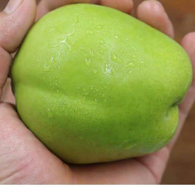 鄉(xiāng)山純翠冠梨青皮梨鮮甜可口基地直批