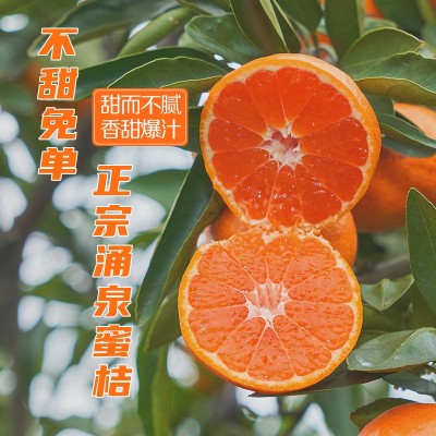 **臨海涌泉蜜桔蜜橘采摘