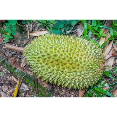 馬來西亞高山老樹貓山王榴蓮液氮冷凍鮮果支持批發代發零售