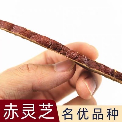靈芝片長白山赤靈芝切片泡水泡酒干貨現貨批發500g東北特產靈芝片