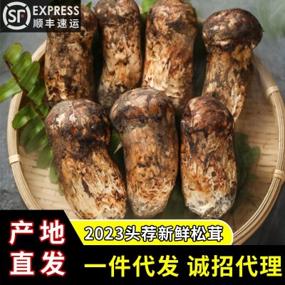 【一件代發】2023頭茬新鮮松茸香格里拉云南特產規格齊全產地直銷