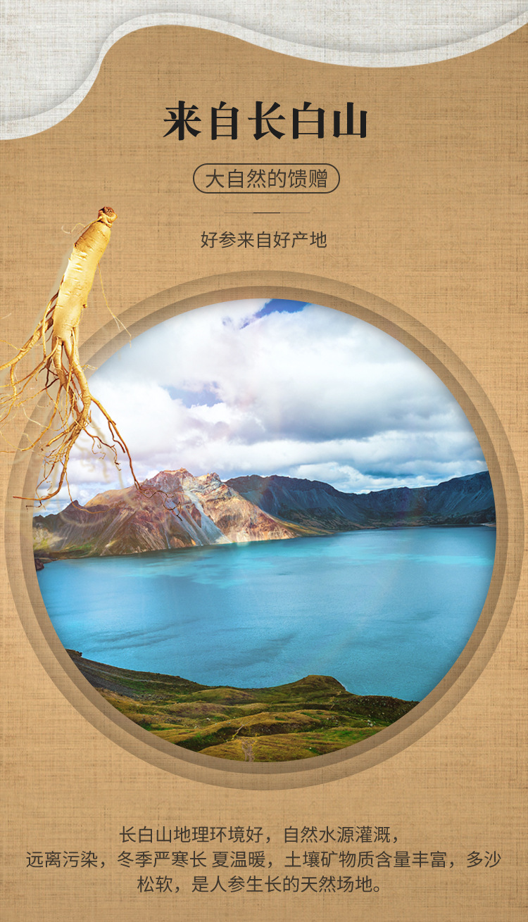 西洋參片詳情-恢復的_05