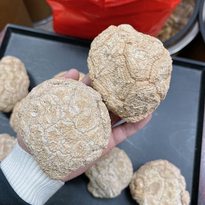 新貨精選白皮虎乳菌 批發煲湯原材料 原粒可切片肉質緊實色澤白凈