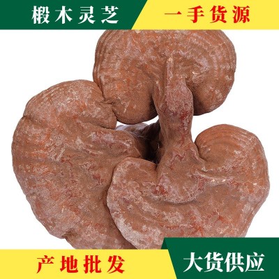 廠家產(chǎn)地批發(fā)靈芝大貨 椴木靈芝赤靈芝批發(fā) 靈芝500g金寨特產(chǎn)