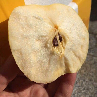 煙臺黃金帥蘋果 種植粉面糯香果型均勻 果園采摘黃元帥蘋果定制