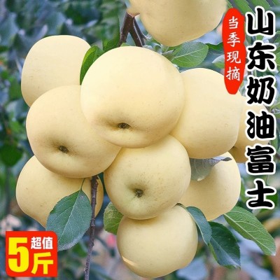 山東煙臺蘋果黃金奶油富士蘋果黃金果脆甜當季新鮮水果冰糖心蘋果