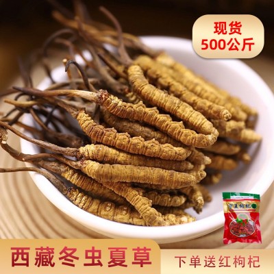 西藏冬蟲夏草批發(fā) 高海拔蟲草 凍干全肉節(jié)冬蟲夏草 斷草 冬蟲夏草
