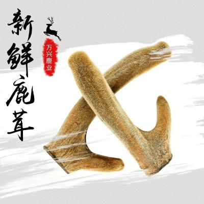鹿茸 東北特產(chǎn)整枝梅花鹿干鹿茸 鹿場(chǎng)供應(yīng)二杠鹿茸片 鹿茸批發(fā)