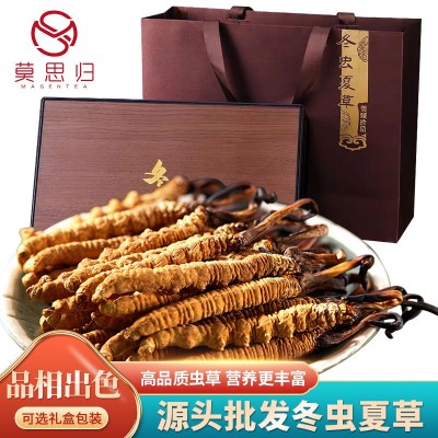 批發(fā)生態(tài)繁育冬蟲夏草人工種植凍干蟲草王干貨順豐包郵廠家直銷