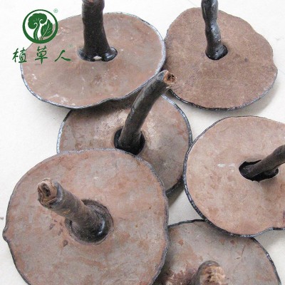 批發整朵椴木紫靈芝 破壁無粉清香有柄靈芝 色澤飽滿武平紫靈芝