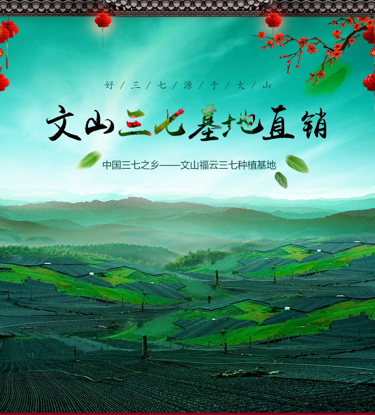 三七頭、詳情頁