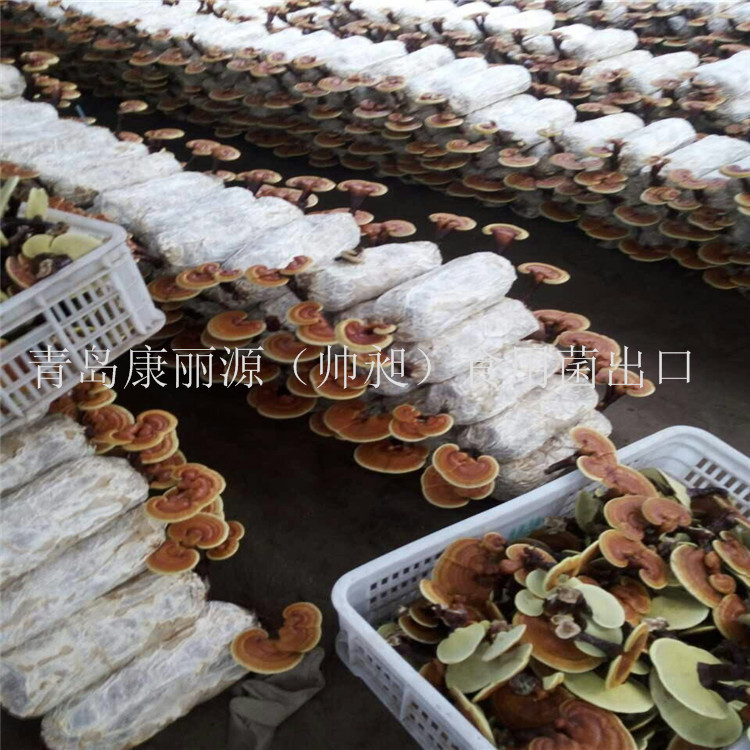 靈芝菌棒