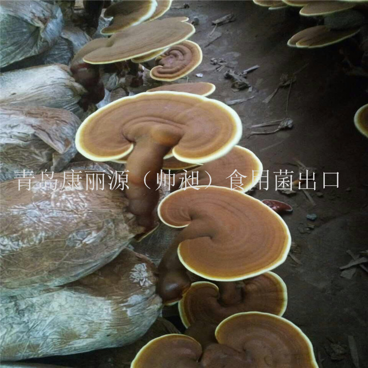 靈芝菌棒