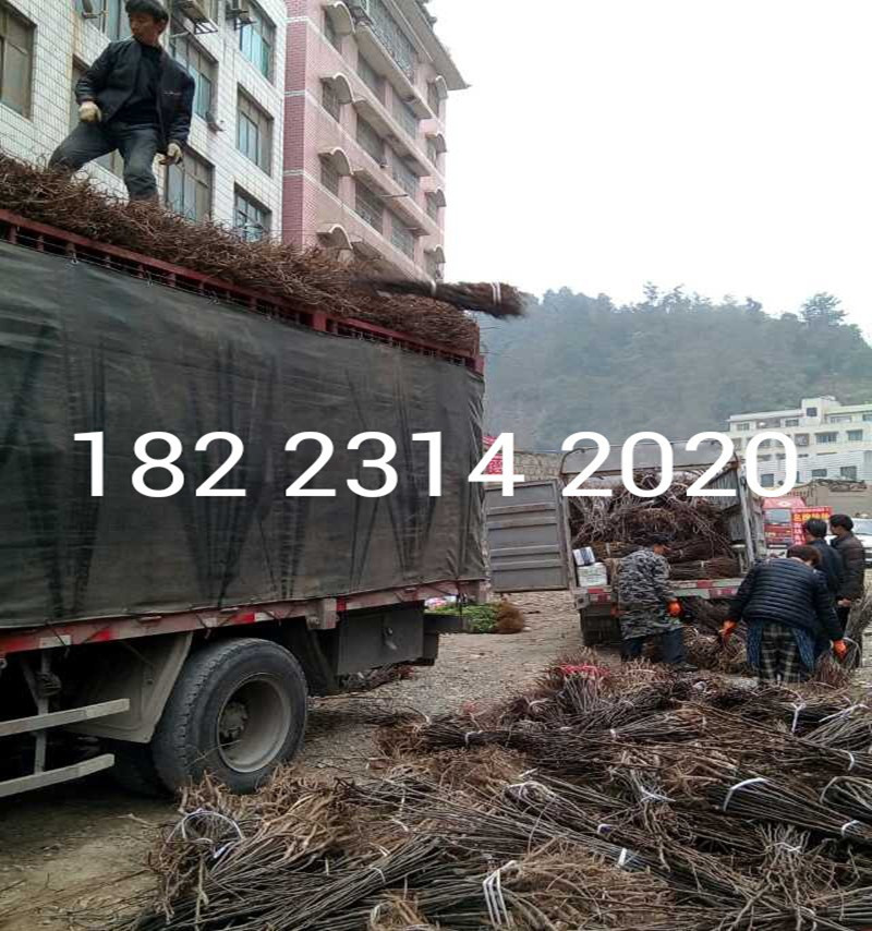3182677306_1256678885_副本