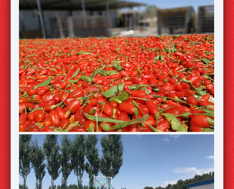 紅枸杞_06.jpg